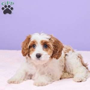 Clementine, Cavapoo Puppy